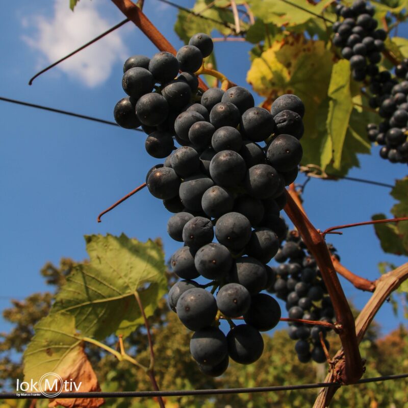 Rotweinreebe schon gereift und von tief blauer Farbe.